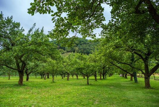Fournitures d'arbres fruitiers